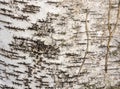 The birch bark texture or background. Macro shot is made by means of stacking technology trunk. Texture made of birch tree bark. Royalty Free Stock Photo