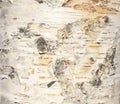 The birch bark texture or background. Macro shot is made by means of stacking technology trunk. Texture made of birch tree bark. Royalty Free Stock Photo