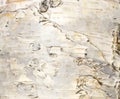 The birch bark texture or background. Macro shot is made by means of stacking technology trunk. Texture made of birch tree bark. Royalty Free Stock Photo