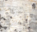 The birch bark texture or background. Macro shot is made by means of stacking technology trunk. Texture made of birch tree bark. Royalty Free Stock Photo