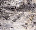 The birch bark texture or background. Macro shot is made by means of stacking technology trunk. Texture made of birch tree bark. Royalty Free Stock Photo