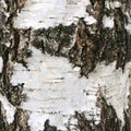 birch bark texture background paper Royalty Free Stock Photo