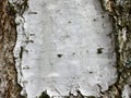 Birch bark texture background paper close up Royalty Free Stock Photo