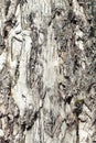 Birch bark texture background paper. Bark Of White Birch Tree Royalty Free Stock Photo