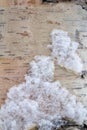 Birch bark texture covered with fluffy snow Royalty Free Stock Photo