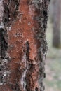 Birch bark texture forest spring Royalty Free Stock Photo
