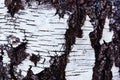 Birch bark texture. A fragment of an old wood with a rough surface. Blank for the designer. Flat lay frame Royalty Free Stock Photo