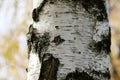 Birch bark texture natural background paper close-up Royalty Free Stock Photo