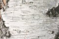 Birch bark texture natural background paper close Royalty Free Stock Photo