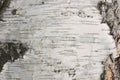 Birch bark texture natural background paper close Royalty Free Stock Photo