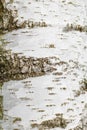 Birch bark texture natural background paper close-up. Royalty Free Stock Photo