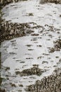 Birch bark texture natural background paper close-up. Royalty Free Stock Photo