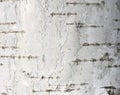 Birch bark texture natural background paper close-up / birch tree wood texture Royalty Free Stock Photo