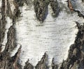Birch bark texture natural background paper close-up / birch tree wood texture Royalty Free Stock Photo