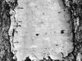 Birch bark texture natural background paper close-up / black and white photo Royalty Free Stock Photo
