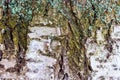 Birch bark texture with traces of cracks and moss_ Royalty Free Stock Photo