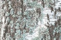 Birch bark, texture. Birch trunk close-up