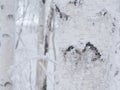 Birch bark texture close up, winter forest Royalty Free Stock Photo