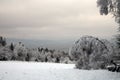 Birch bending under the weight of frosted branches.