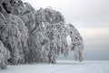 Birch bending under the weight of frosted branches.