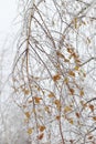Birch bent under the weight of ice. The effects of the ice storm. Royalty Free Stock Photo