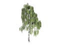 Birch_(Betula)