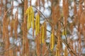 Birch betula autumn macro