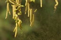 Birch Betula pendula, silver birch spreading pollen