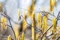 Birch (Betula sp.) catkins against a bright blue sky Royalty Free Stock Photo