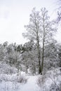 Birch with bifurcated trunks. Trees covered with snow. Winter forest landscape Royalty Free Stock Photo