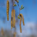 Birch blooms in spring. Yellow spurts