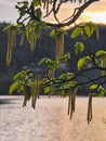 The birch blossoming in the sunset brightening the lake waters
