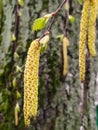 Birch blossoms. Earrings of a flowering tree. Pollen and allergies. Season of pollinosis Royalty Free Stock Photo