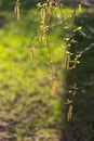 Birch blossoms. Fresh young green leaves and buds, birch earrings. Season of allegricy and pollinosis. Royalty Free Stock Photo