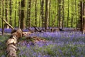 Birch in blues Royalty Free Stock Photo