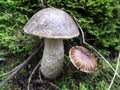 Birch Bolete - Leccinum scabrum Royalty Free Stock Photo