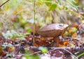 Birch Bolete (Leccinum scabrum) Mushroom in Autumn Forest Royalty Free Stock Photo