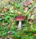 Birch Bolete (Leccinum scabrum) Mushroom in Autumn Forest Royalty Free Stock Photo