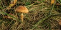 Birch bolete Leccinum scabrum mushroom growing in forest grass Royalty Free Stock Photo