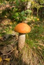 Birch bolete Leccinum scabrum mushroom, or rough-stemmed bolete or scaber stalk Royalty Free Stock Photo