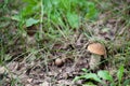 Birch Bolete Mushrooms (Leccinum scabrum) in autumn forest