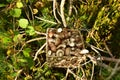 Birch bolete mushrooms in a wicker basket against a background of green grass in the forest. Awesome fungus aspen mushroom against