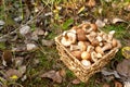Birch bolete mushrooms in a wicker basket against a background of green grass in the forest. Awesome fungus aspen mushroom against
