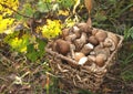 Birch bolete mushrooms in a wicker basket against a background of green grass in the forest. Fungus aspen mushroom and Edible Royalty Free Stock Photo