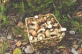 Birch bolete mushrooms in a wicker basket against a background of green grass in the forest. Fungus aspen mushroom and Edible Royalty Free Stock Photo