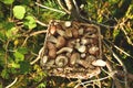 Birch bolete mushrooms in a wicker basket against a background of green grass in the forest. Fungus aspen mushroom