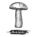 Birch bolete or rough-stemmed mushroom vector sketch Royalty Free Stock Photo