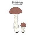 Birch bolete or scaber stalk Leccinum scabrum , edible mushroom