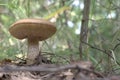 Birch bolete ventral view, grows in nature