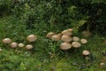 Birch Boletes